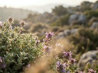 Wild lavender flowers blooming in Mediterranean hillside landscape with golden sunset light creating natural aromatherapy and herbal medicine concept.