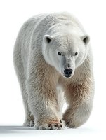 Majestic polar bear walking forward on white background, powerful arctic predator with thick white fur, isolated wildlife mammal for nature designs.