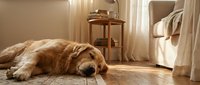 Golden retriever dog sleeping peacefully on wooden floor in cozy sunlit living room with warm natural lighting and comfortable home interior decor.