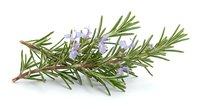 Fresh rosemary herb sprig with purple flowers isolated on white background for culinary cooking seasoning and natural medicine aromatherapy design.