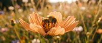 Honeybee collecting nectar from orange cosmos flower in sunny meadow. Natural pollination process in blooming wildflower garden during golden hour light.