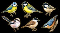 Colorful songbirds collection isolated on transparent background, ready for t-shirt designs, clipart, stickers, sublimation and print-on-demand projects.
