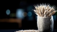 Dried wheat stalks in rustic burlap vase with scattered grains on dark background, moody lighting creates dramatic atmosphere for food and agriculture concepts.