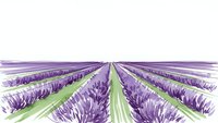 Endless rows of purple lavender flowers stretching to horizon in agricultural field with green pathways between planted rows for farming concept.