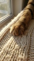 Cat paw resting on cream knit blanket by window, warm sunlight creating cozy home atmosphere, pet relaxation and comfort concept.