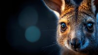 Close up portrait of young kangaroo face with bright eyes against dark background with bokeh lights, showing detailed fur texture and curious expression.