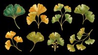Watercolor ginkgo leaves set in green and golden tones, isolated on transparent background. Ready for t-shirt design, stickers, clipart, sublimation, and print on demand.