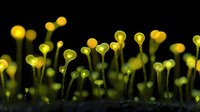 Glowing yellow mushrooms emerging from dark background create magical forest atmosphere, illuminated caps on thin stems produce ethereal bioluminescent effect.
