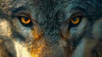 Close-up portrait of gray wolf with intense amber eyes and detailed fur texture in natural lighting for wildlife photography and nature projects.