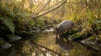 Guinea fowl drinking from natural stream in lush forest setting with golden sunlight filtering through vegetation and peaceful water reflections.