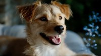 Adorable mixed breed terrier dog with white and brown fur smiling at camera, showing happy expression against blurred festive background with bokeh lights.
