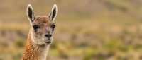 Young vicuña portrait with alert expression in natural Andean habitat showing soft brown wool and distinctive facial features for wildlife photography.