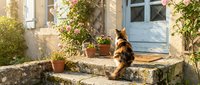 Calico cat sitting on stone steps near blue wooden door with potted plants in rustic Mediterranean courtyard setting for home and garden lifestyle content.