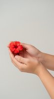 Hand holding vibrant red hibiscus flower against neutral background, showcasing delicate petals and natural beauty for wellness, spa, and botanical design projects.