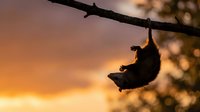 Silhouette of sloth hanging upside down from tree branch against golden sunset sky creating peaceful wildlife scene for nature and animal themed designs.