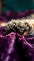 Close-up of a cat's paw resting on purple velvet fabric, showcasing soft fur texture and pink paw pads. Ideal for pet care, veterinary, and animal wellness content.