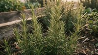 Fresh rosemary herbs growing in garden bed with natural sunlight, aromatic culinary plants for cooking and seasoning in organic herb garden setting.