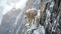 Mountain goat standing on rocky cliff ledge in snowy alpine environment with dramatic winter landscape background for wildlife and nature photography.