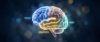 Glowing neon brain with focus, creativity, and rest labels on dark background for mental health, wellness, and cognitive science concepts.