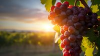 Ripe red grapes hanging on vine at sunset in vineyard with warm golden light and blurred landscape background for wine industry and harvest concepts.
