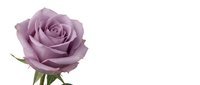 Isolated mauve rose bloom with green stem and leaves on white background, suitable for floral design, wedding invitations, greeting cards, and botanical illustrations.