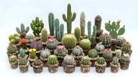Large collection of diverse cacti and succulents in small pots arranged in rows, featuring various species with spines, flowers, and unique shapes for gardening.