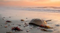 Large jellyfish washed ashore on sandy beach at sunset with seaweed and shells scattered around creating peaceful coastal scene for nature photography.