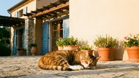 Orange tabby cat sleeping peacefully on stone terrace of Mediterranean villa with blue shutters and terracotta planters during golden hour sunset.