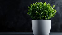 Fresh green boxwood plant in modern white ceramic pot against dark background for contemporary home decor and interior design projects.