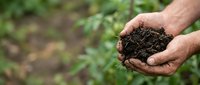 Weathered male hands holding rich dark compost soil outdoors, with lush green garden background, showcasing organic farming and sustainability.