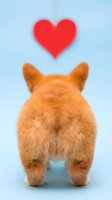 Adorable orange corgi puppy rear view with red heart symbol above on light blue background expressing love and affection for pet care concepts.