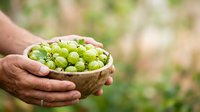 Farmer holding fresh green grapes in wooden bowl outdoors, harvest time agriculture concept for farming, food production, and organic produce marketing.
