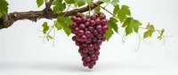 Fresh red grapes hanging from vine with green leaves isolated on white background for food design and healthy eating concepts.