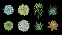 Eight watercolor succulents and cacti isolated on transparent background, ready for stickers, t-shirt design, print on demand, clipart, and sublimation projects.