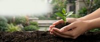 Young plant seedling held in cupped hands over soil with garden background, representing growth, environmental care, sustainability, and gardening for ecological projects.