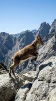Young mountain goat standing on rocky cliff edge with dramatic alpine peaks and clear blue sky background showcasing wildlife in natural habitat.