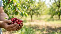 Farmer holding fresh red cherries in hands at orchard during harvest season for agricultural and food production content.