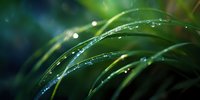 Fresh morning dew drops glistening on curved green grass blades against dark background, creating natural bokeh effect in macro photography.