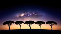 Silhouettes of umbrella pine trees against vibrant sunset sky with Milky Way galaxy arc overhead creating dramatic natural landscape composition at twilight.