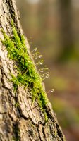 Green moss growing on tree bark with delicate sporophytes in natural forest environment. Macro photography showcasing botanical details and organic textures.
