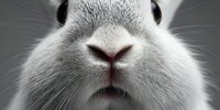 Close-up portrait of white rabbit nose and mouth with detailed whiskers and fur texture on gray background for pet care and animal photography concepts.