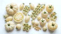Fresh white and cream heirloom tomatoes variety display with cherry tomatoes on vine, sliced beefsteak tomato showing interior, isolated on white background for culinary design.