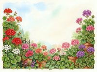 Watercolor garden scene with colorful geraniums in terracotta pots, lush green leaves, and a decorative gate, soft pastel sky background.