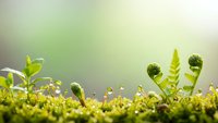 Young green fern fronds unfurling from moss covered ground in soft natural light creating peaceful spring forest floor scene for wellness concepts.