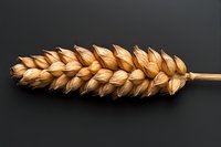 Golden ripe wheat ear on dark background, detailed macro photography showing natural grain texture and agricultural harvest patterns.