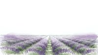 Lavender field rows stretching to horizon with pathway through purple blooms on white background for agricultural and aromatherapy designs.