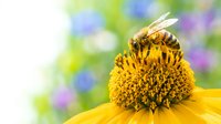 Honeybee collecting pollen from bright yellow flower with blurred green and purple blooms in background, suitable for nature, gardening, and pollination educational content.