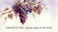 Watercolor grape clusters with autumn leaves and vines on soft background for wine labels, harvest themes, organic vineyard branding and culinary designs.