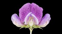 Vibrant purple flower bloom isolated on transparent background, ready for t-shirt design, clipart, stickers, sublimation and print-on-demand projects.