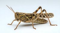 Brown grasshopper with detailed texture isolated on white background, suitable for educational materials, nature illustrations, insect identification guides, and scientific publications.